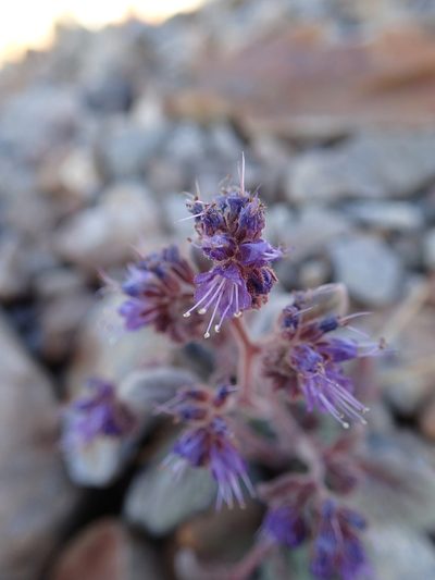 Phacelia marcescens, photographed by Erica Krimmel