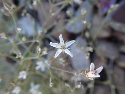 Eremogone aculeata, photographed by Erica Krimmel