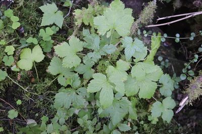 Rubus humulifolius, photographed by Nina Filippova