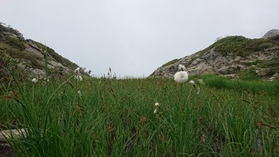 Eriophorum scheuchzeri, photographed by Philipp