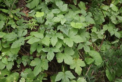 Rubus humulifolius, photographed by Nina Filippova