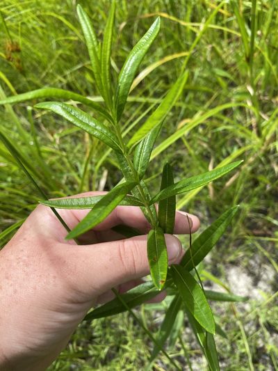 Hypericum adpressum, photographed by Bonnie Semmling