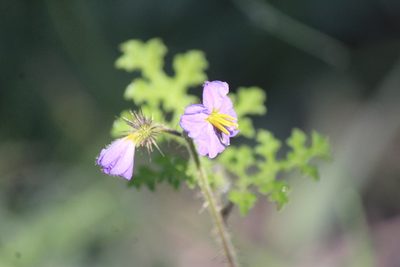 Solanum heterodoxum, photographed by José Belem Hernández Díaz