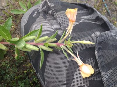 Oenothera villosa, photographed by Вячеслав Юсупов