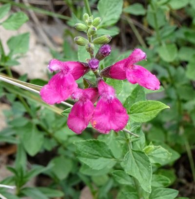 Salvia microphylla, photographed by Andrew Tree