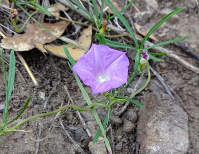 Ipomoea plummerae, photographed by Andrew Tree