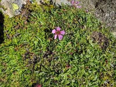 Saponaria pumila, photographed by Katrin Ellmaier