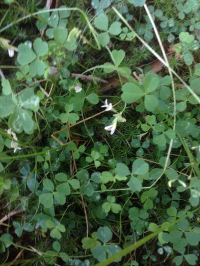 Trifolium breweri, photographed by Adam J. Searcy