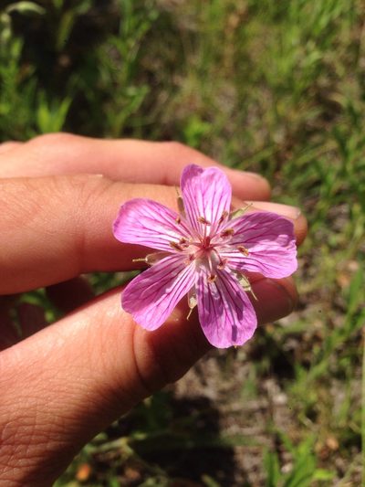Geranium californicum, photographed by Adam J. Searcy
