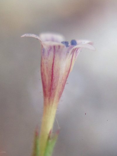 Navarretia capillaris, photographed by Adam J. Searcy