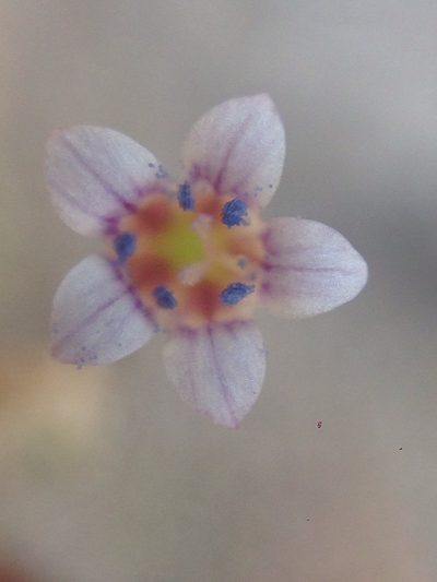 Navarretia capillaris, photographed by Adam J. Searcy
