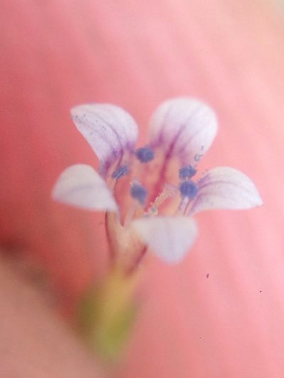 Navarretia capillaris, photographed by Adam J. Searcy