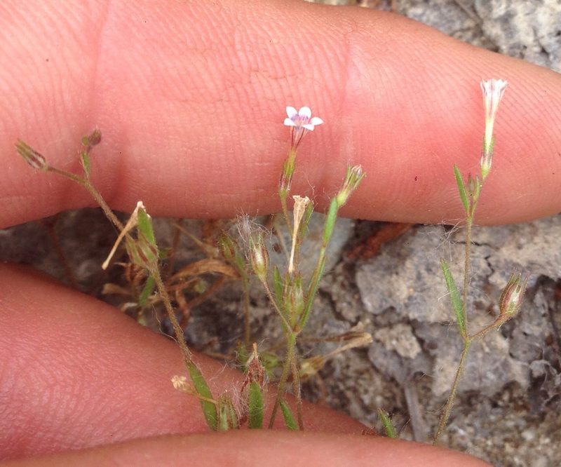 Navarretia capillaris, photographed by Adam J. Searcy