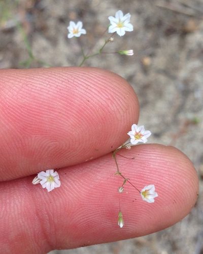 Eriogonum spergulinum, photographed by Adam J. Searcy