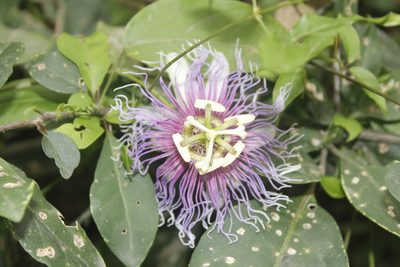 Passiflora serratifolia, photographed by Juan Cruzado Cortés
