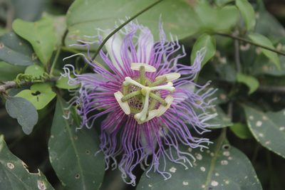 Passiflora serratifolia, photographed by Juan Cruzado Cortés