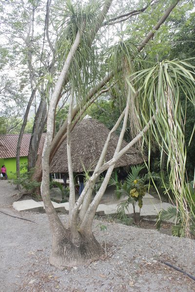 Beaucarnea recurvata, photographed by Juan Cruzado Cortés