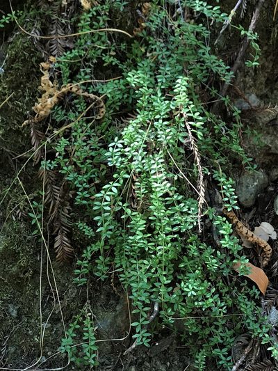 Trichogalium muricatum, photographed by Roger Raiche