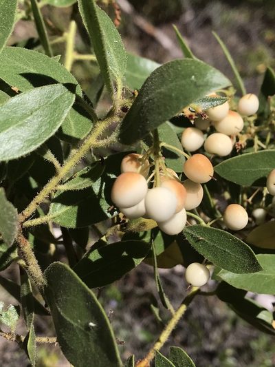 Arctostaphylos hispidula, photographed by Roger Raiche