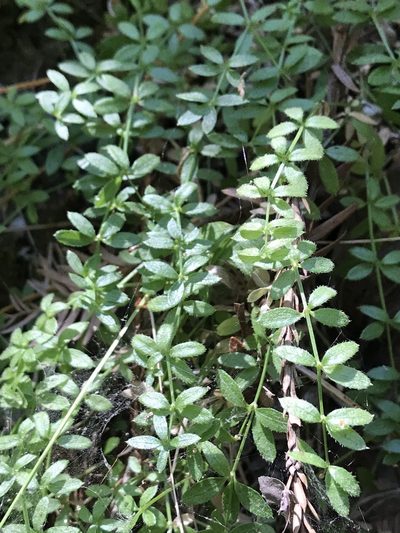 Trichogalium muricatum, photographed by Roger Raiche