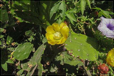 Brasiliopuntia brasiliensis, photographed by RAP