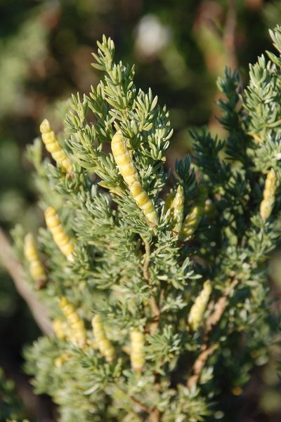 Polhillia obsoleta, photographed by Charles Stirton