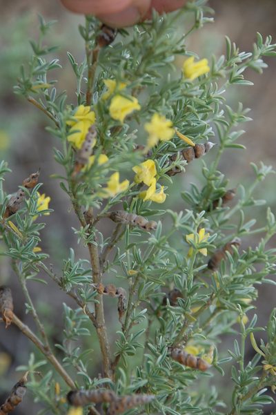 Polhillia obsoleta, photographed by Charles Stirton
