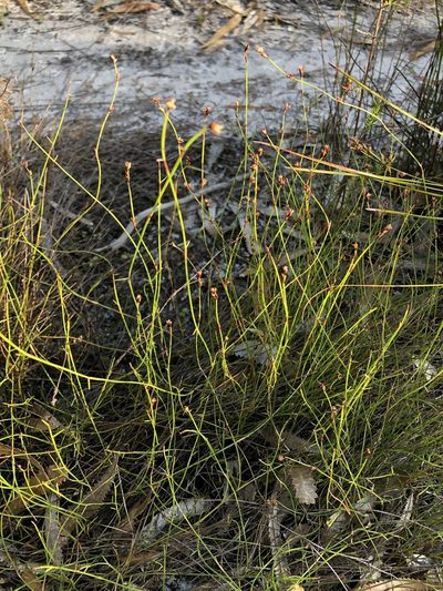 Sporadanthus interruptus, photographed by Greg Tasney