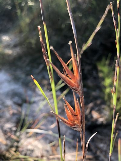 Schoenus calostachyus, photographed by Greg Tasney