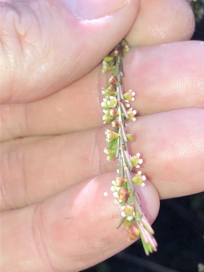 Ochrosperma lineare, photographed by Greg Tasney