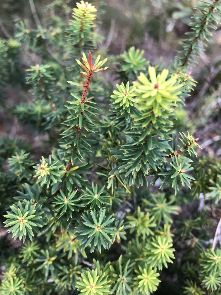 Brachyloma scortechinii, photographed by Greg Tasney