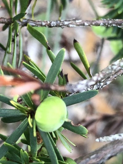 Brachyloma scortechinii, photographed by Greg Tasney