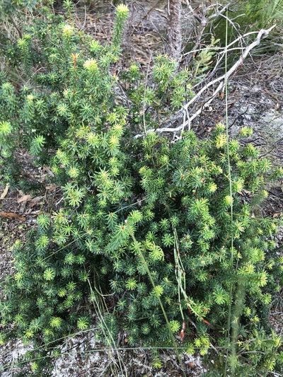 Brachyloma scortechinii, photographed by Greg Tasney
