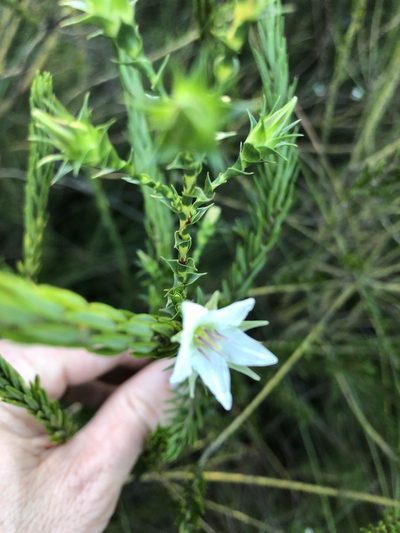 Sprengelia sprengelioides, photographed by Greg Tasney