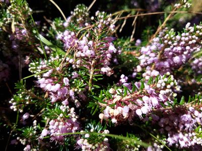 Erica vagans, photographed by Rafael Medina