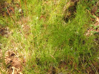 Baloskion tetraphyllum, photographed by Greg Tasney