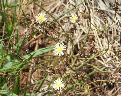 Launaea intybacea, photographed by Francisco Farriols Sarabia
