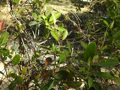 Vincetoxicum carnosum, photographed by Greg Tasney