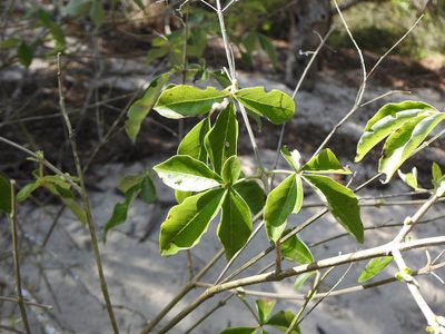 Vitex trifolia, photographed by Greg Tasney
