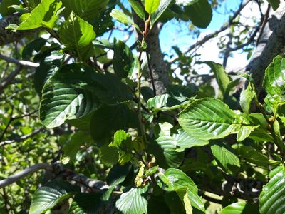 Rhamnus alpina, photographed by Rafael Medina