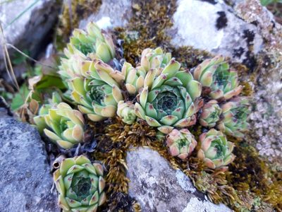Sempervivum vicentei, photographed by Rafael Medina