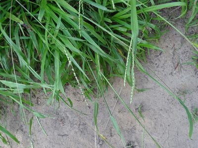 Paspalum setaceum, photographed by Reuven Martin
