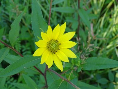 Helianthus giganteus, photographed by Reuven Martin