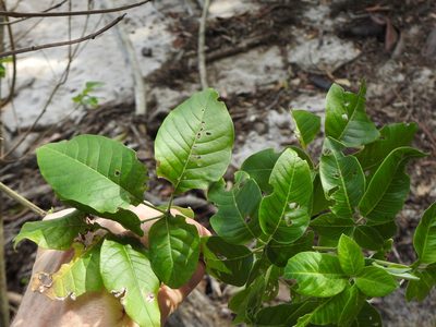 Vitex trifolia, photographed by Greg Tasney