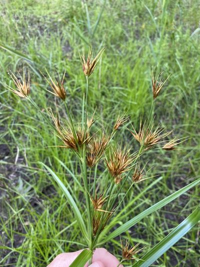 Rhynchospora macrostachya, photographed by Bonnie Semmling