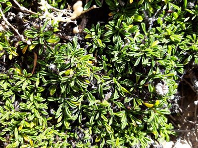 Globularia repens, photographed by Rafael Medina