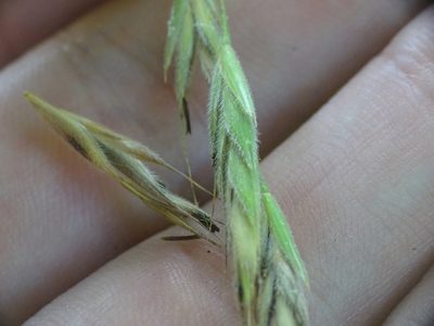 Bromus nottowayanus, photographed by Reuven Martin