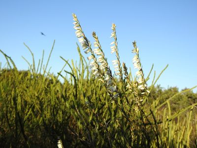 Epacris obtusifolia, photographed by Greg Tasney