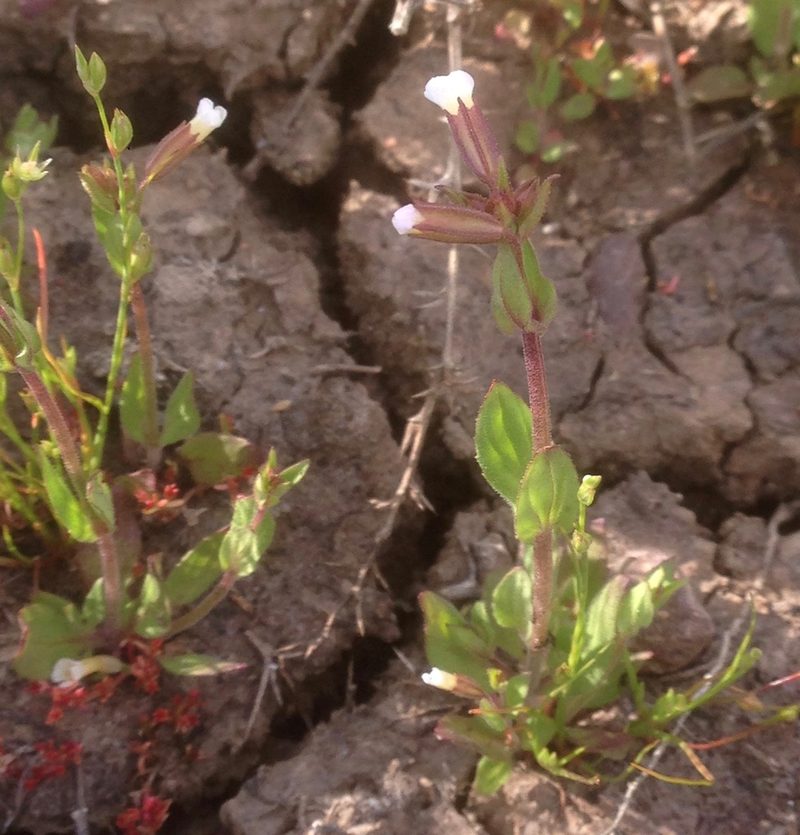 Erythranthe latidens, photographed by Adam J. Searcy