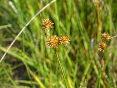 Juncus torreyi, photographed by Reuven Martin